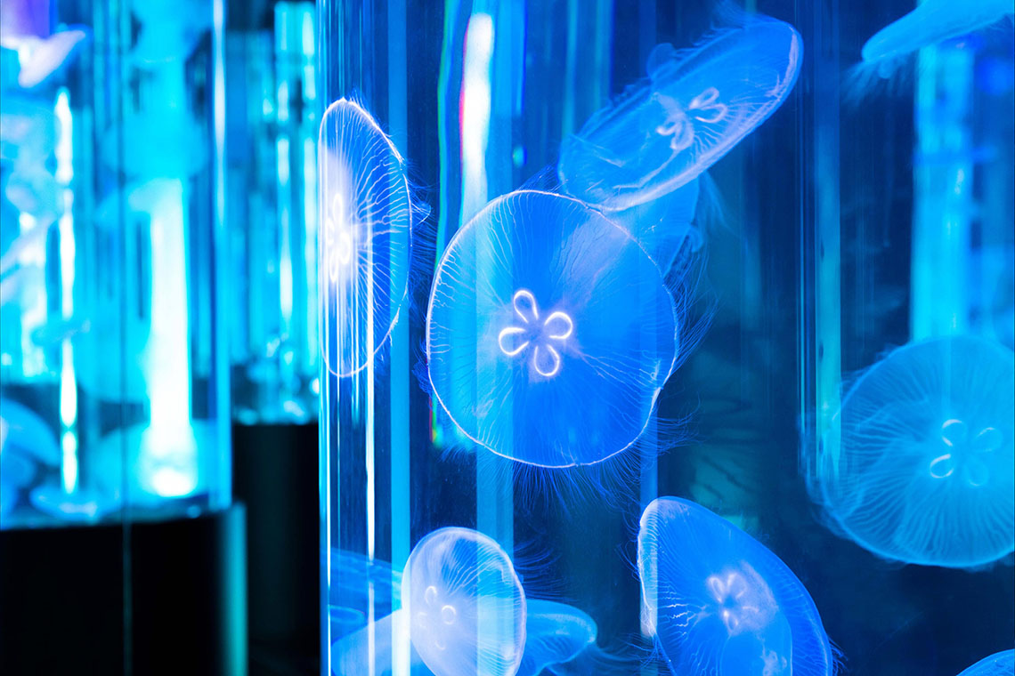 close up of jellyfish